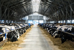 dairy cows on a farm in the stall. Cows eat hay or grass. Cattle breeding for dairy and meat production. Agricultural farm. Livestock