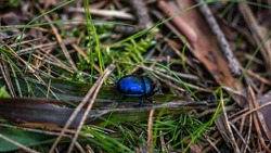beautiful blue scarab beetle crawling