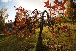 Mysterious small tree with orange leaves shot on fish eye lens