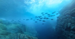 Beautiful image of big fish school swimming under the sun beam in the Mediterranean Sea, at the Ikaria island
