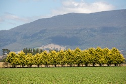 View of line of trees planted in a hedgerow and a windbreak to protect pasture from wind and erosion on a farm in northern Tasmania