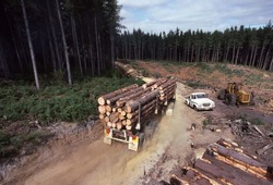 Geeveston, Tasmania, Australia, February 7, 2001: View of a Tandem log truck departing the logging coupe having been loading witrh pine logs