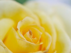 Blurred dreamlike close up of a yellow rose heart, framed on a diagonal. Right top corner is overexposed to emphasize dreamy effect. Space for inscription. for natural or dreamlike background.
