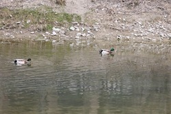 Ducks Swimming and Fishing for their Food by Sinking their Beak into the Surface of the Water of the River.