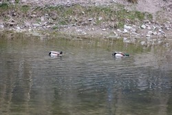 Ducks Swimming and Fishing for their Food by Sinking their Beak into the Surface of the Water of the River.