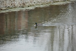 Duck Swimming onto the Surface of the Water of the River.