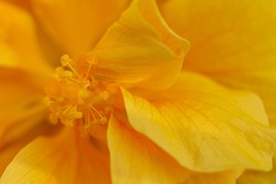 Beautiful yellow hibiscus flower blossoming in macro closeup texture of delicate petals. Wallpaper, background, desktop, cover. Summer and spring bright color floral background.