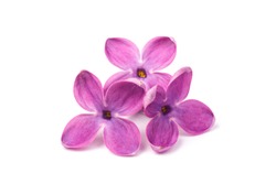 Purple lilac flower closeup isolated on white background