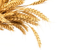 Ears of golden wheat in close- up on white background. Rich harvest Concept. Label art design