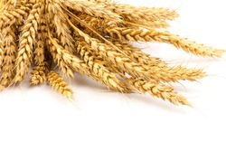 Ears of golden wheat in close- up on white background. Rich harvest Concept. Label art design