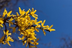 Flowering forsythia in the spring. Branches with puffy yellow flowers against bright blue sky. 