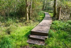 Steps on the boardwalk through the forest at Shark Reef Sanctuary on Lopez Island, Washington, USA