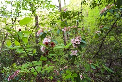 Spring blooming Carolina Allspice and Mountain Laurel in DeSoto Falls Picnic Area in northeast Alabama