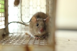House rat acting strange in Mouse trap cage with blurred foreground in warm tone background. Selective focus.