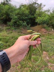 A dead green snake in woman's hand in the garden background. 