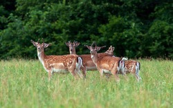 A group of young fallow deer in the wild.