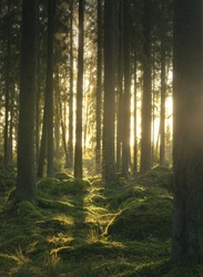 golden sunlight in a mysterious Scandinavian forest, a forest of myths and legends, rays of the sun, a mossy ancient woods, a forest from a fairy tale, picturesque