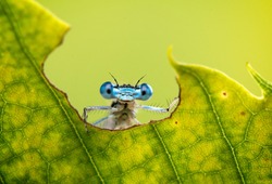 Cool funny macro image of a dragonfly on a leaf. Natural background and close up portrait of dragonfly with big eyes.