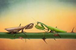Mantis are fighting on the branches of roses. Confrontation of two mantis and posing. Macro picture with cool background