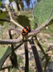 A ladybug is a small, bright beetle with a distinct red and black patterned shell. Often considered a symbol of goodness, these tiny insects are commonly found perched on leaves, basking in the sun. 