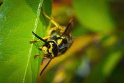 Wild wasp crawling on the leaf