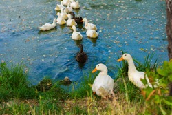 flock of ducks swim away across the lake, couple is waiting