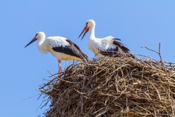 White stork (Ciconia ciconia) in front of blue sky