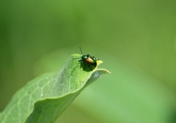 Dogbane leaf beetle on milkweed 