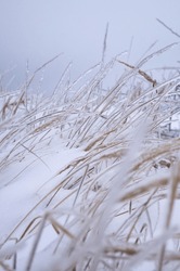 Whisper of winter: Delicate grasses bear the weight of frost, bending gracefully under a snowy blanket. Hushed white serenity prevails as frosted blades rise from the landscape, embodying stillness.