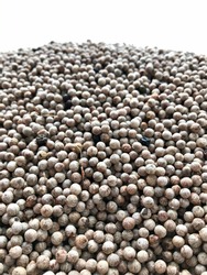White peppercorns are regular ripe peppercorns which are harvested seasonally in the Philippines. Red plump fruits of the peppercorn vine are segragated, skinned and dried to achieve its whitish hue.