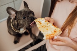 Unrecognisable Woman Feeding Her Little Pet with Pizza, Small French Bulldog Eating Human Food
