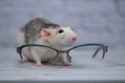 A cute rat sits next to glasses with transparent glasses. Clever rodent