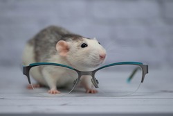 A cute rat sits next to glasses with transparent glasses. Clever rodent