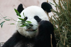 A giant black and white panda is eating bamboo. Large animal close-up