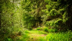 Irish Forests - Green calming environment 