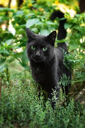 Cat with green eyes in the grass. Black cat with green eyes. Cat in the garden.