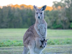 Australian Kangaroo with a joey in her a pouch