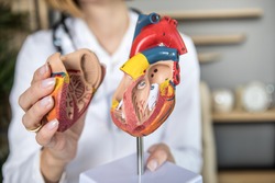 Female doctor cardiologist with stethoscope is holding a model of human heart in hands and explaining its structure the clinic close up.