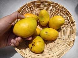 Ripe mango, Fresh yellow mango in hand checking quality of mango, customer watching mango, yellow Mangoes, Mangoes in basket and hand checking quality of mangos, mangos, mangoes fruits, summer, india,