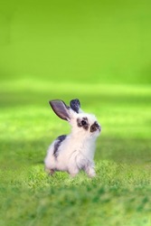 A white rabbit standing in grass and staring into distance