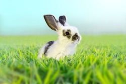 A white rabbit standing in grassland staring into distance
