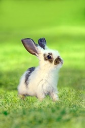 A white rabbit standing in grassland staring into distance