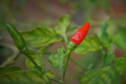 Bird's Eye Chili. Bird's eye chili or Thai chili is a chili pepper, a variety from the species Capsicum annuum native to Mexico. Cultivated across Southeast Asia, it is used extensively in many Asian 