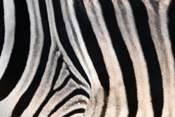 Zebra in the Etosha National Park, Namibia
