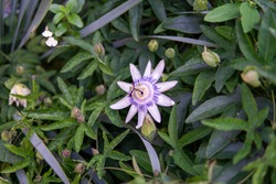 Brazilian Passionflower 2 - RHS Wisley, Surrey