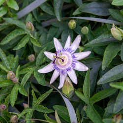 Brazilian Passionflower 1 - RHS Wisley, Surrey