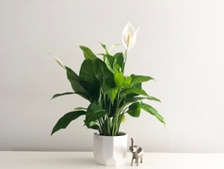 Isolated peace lily house plant on empty white desk