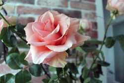 Delicate pink rose on the background of a brick wall. The pastel shade of the petals is very delicate. A garden rose is a wonderful gift for a holiday or Valentine's Day.