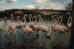 A colony of pink flamingos near the shore of the reservoir. Rare species of animals and birds can be preserved by growing them in zoos and private farms. Keeping flamingos in captivity.