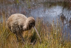 Endangered New Zealand kiwi bird